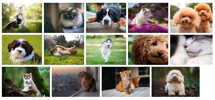 DOGS AND CATS THEME FOR WINDOWS 10 (DOWNLOAD)
