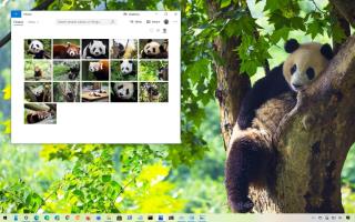 TEMA PANDA BEARS UNTUK WINDOWS 10 (MUAT TURUN)