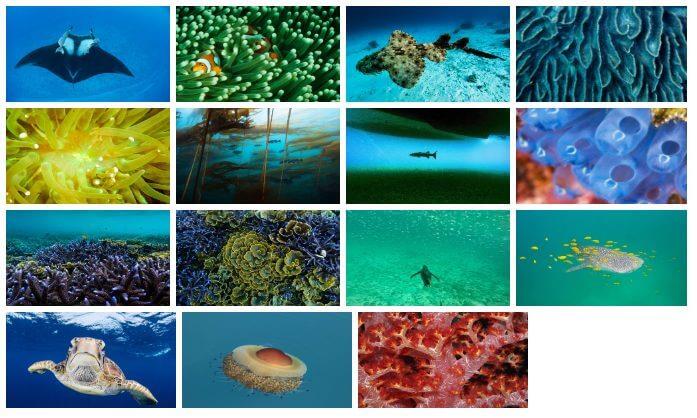 NATIONAL GEOGRAPHIC UNDERWATER THEME FOR WINDOWS 10 (DOWNLOAD)