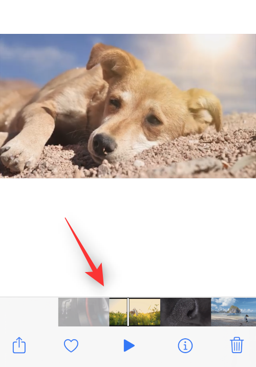 IOS 16 사진 컷아웃: 컷아웃을 만드는 6가지 방법과 붙여넣고 사용하는 4가지 방법