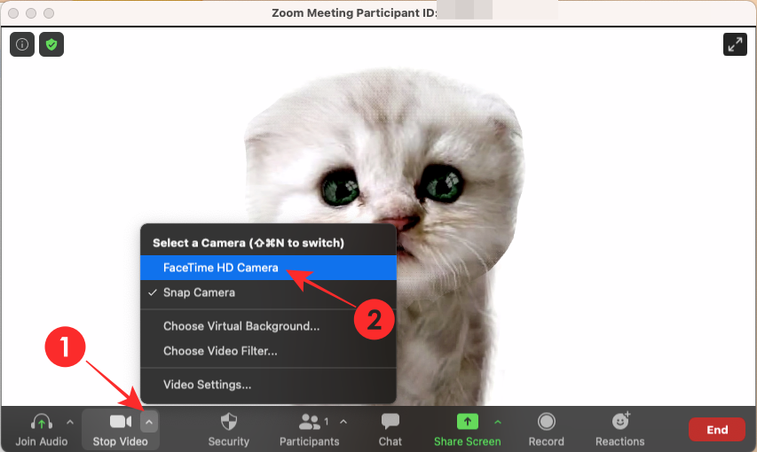 Zoom Cat Filter: cómo conseguirlo, encenderlo y apagarlo