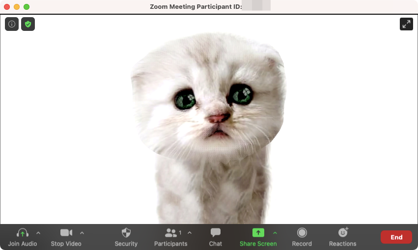 Zoom Cat Filter : comment l'obtenir, l'activer et l'éteindre