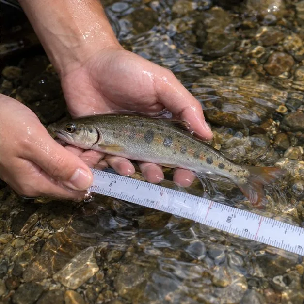 大阪府の2026年10月釣りガイド｜秋の魚・遊漁券・禁漁区域・サイズ制限