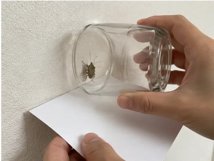 カメムシ大量発生への対策｜家に入れない4つの手順と安全な捕まえ方【2026年秋】