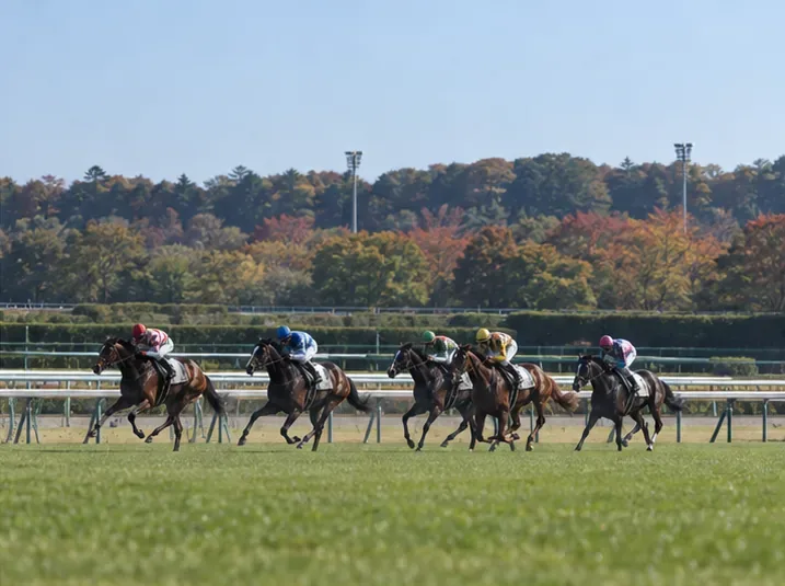 紅葉した木々を背景に、芝コースを走る複数の競走馬と騎手。